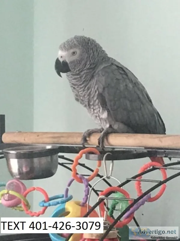 Vghf african grey tame male and female