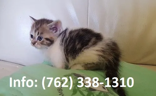 Rlosjd munchkin kittens for sale 