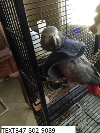 Congo african grey breeding pair 