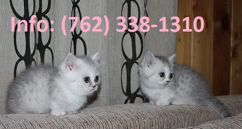 Cisldj munchkin kittens for sale 