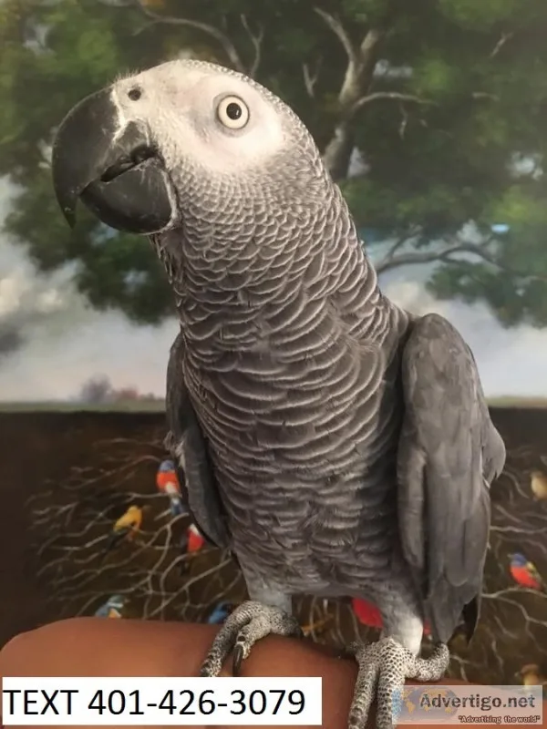 Kpfk african grey m/f parrots weaned 