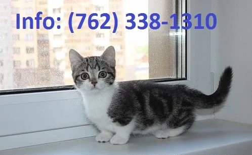 Mdsal munchkin kittens for sale 