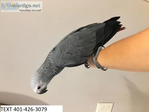 Stunning african greys m/f pair