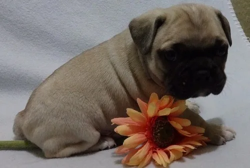 Male and female pug puppies available