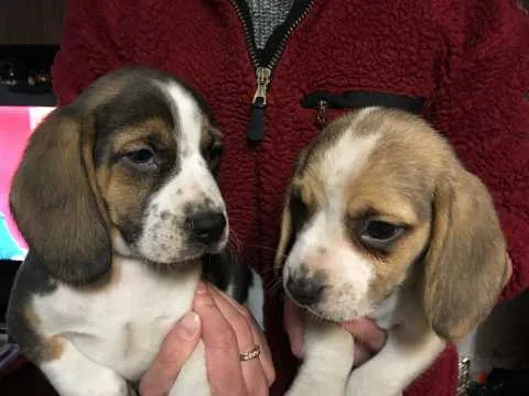  beaglier puppies (beagle/cavalier king 