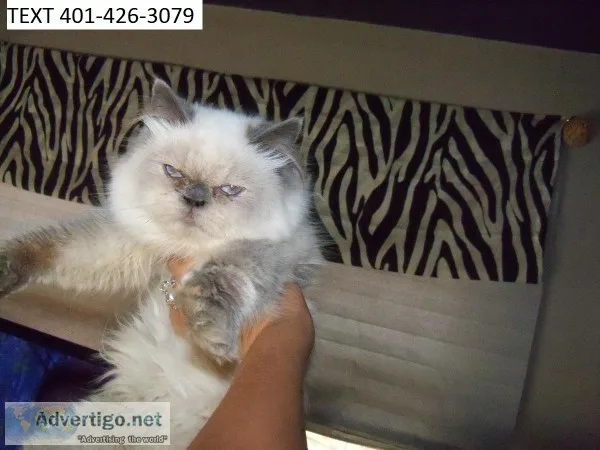 Home himalayan kittens m/f