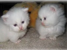 Male an female kitten for sale