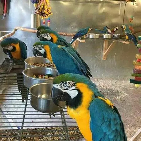 Tamed blue and gold macaw