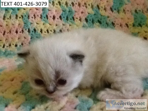 Beautiful himalayan babies