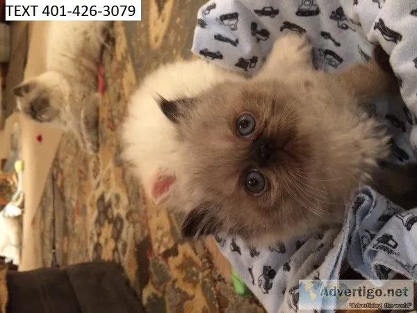 Wegdt himalayan kittens male and female