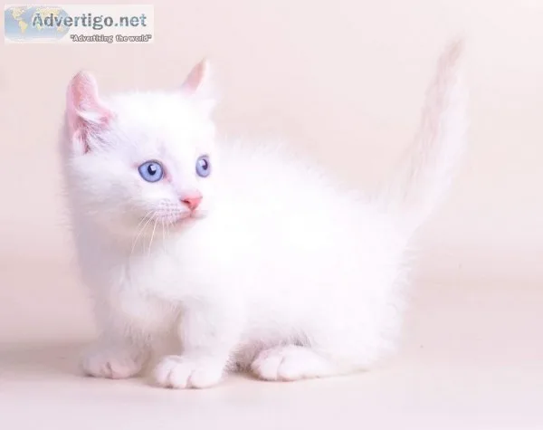 Male kitten for sale