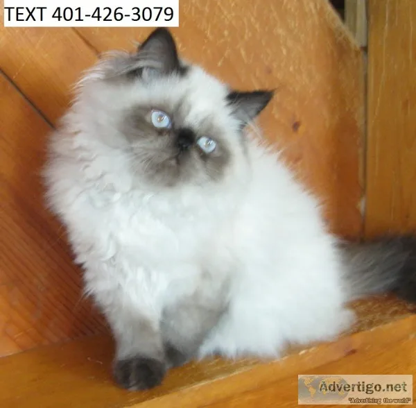 Extremely healthy himalayan kittens m/f