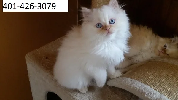 Gorgeous himalayan kittens