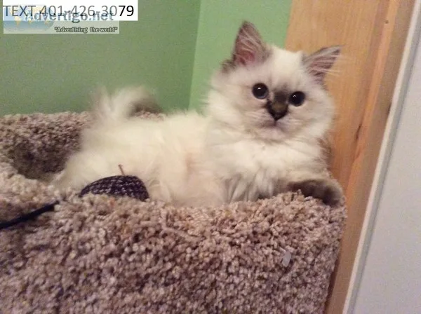 Fantastic himalayan kittens m/f 