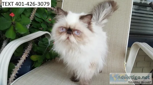 Jovial himalayan kittens m/f for easter