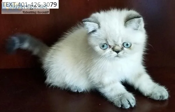Desirable himalayan kittens m/f 