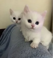 Kitten for sale