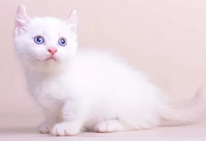 Two kitten for sale