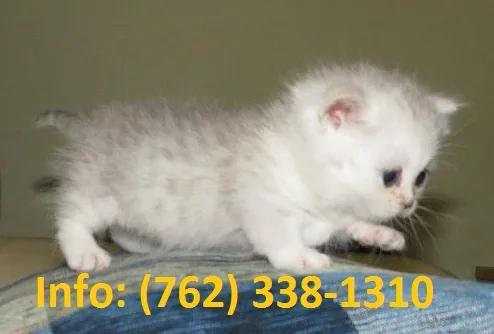 Thoapg munchkin kittens for sale 