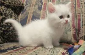 Female adorable cute kitten for sale