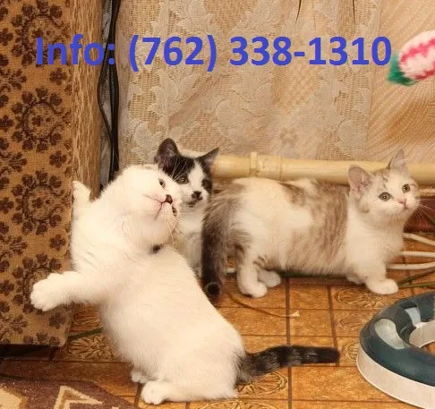 Nmagf munchkin kittens for sale 