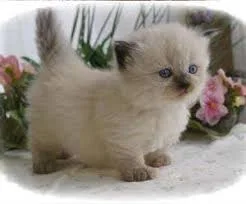 Two adorable kitten for sale