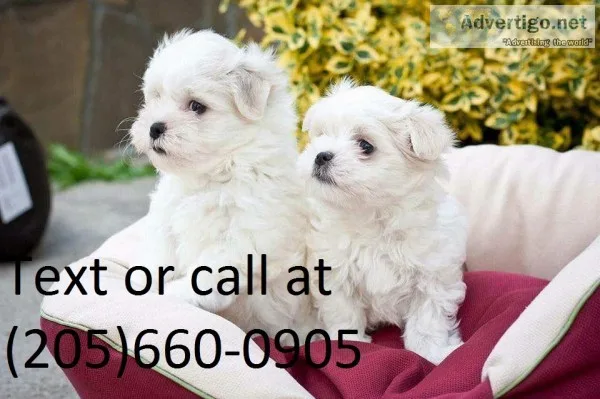 Ddd maltese puppies available call((20