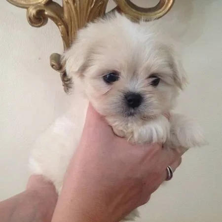 t-cup maltese puppies available call(