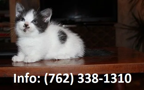 Pqamd munchkin kittens for sale 