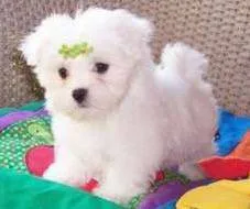  t-cup maltese puppies available call(
