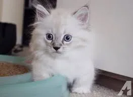 Male beautiful kitten for sale
