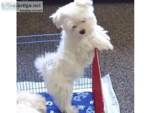  t-cup maltese puppies available call(
