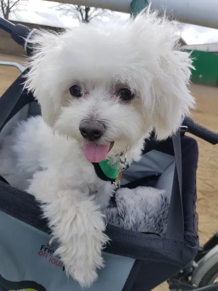 Two t-cup male/female maltese puppies