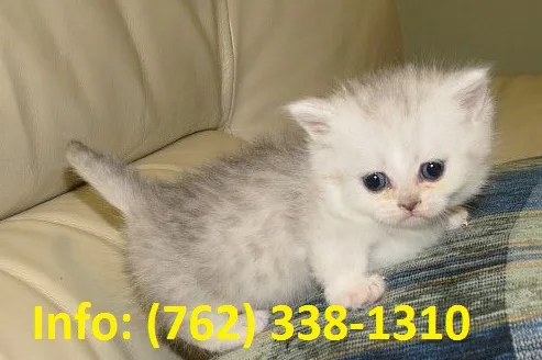 Rkwmsa munchkin kittens for sale 