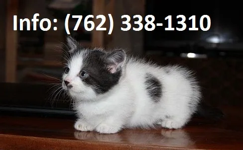 Laofhs munchkin kittens for sale 