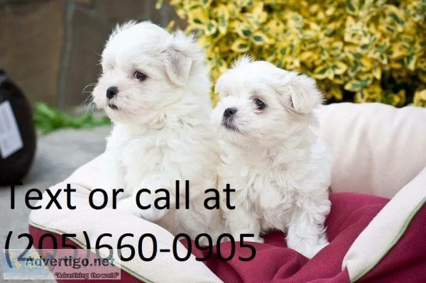  t-cup maltese puppies available