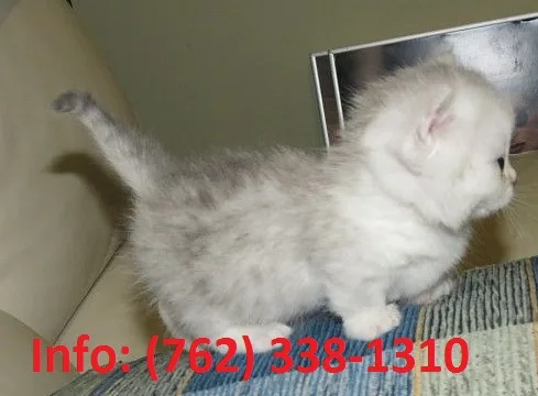 Gwlajf munchkin kittens for sale 