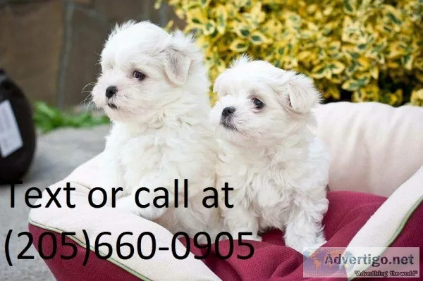 T-cup male/female maltese puppies m