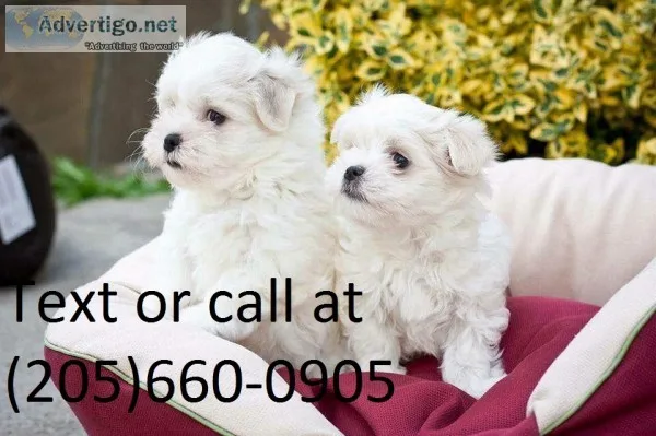 Cute maltese puppies available 