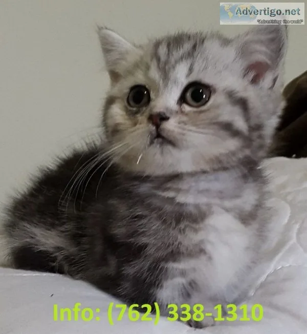 Zlksfu munchkin kittens for sale 