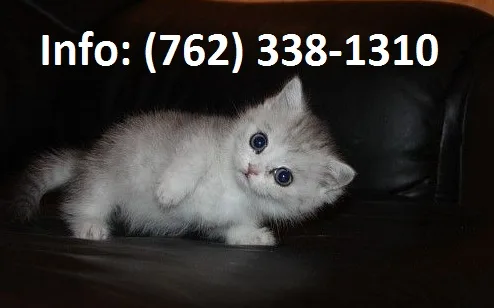 Uheysf munchkin kittens for sale 