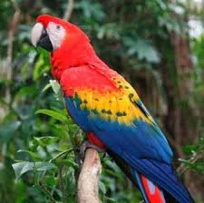 Female macaw bird for sale