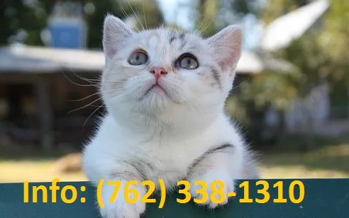 Vdkrog munchkin kittens for sale 