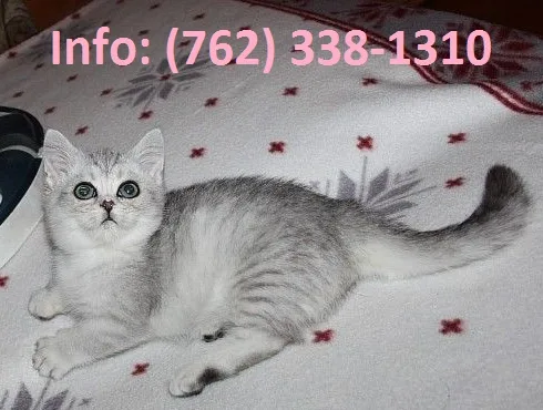 Yemeuf munchkin kittens for sale 