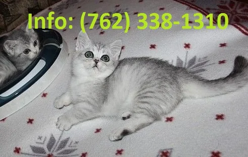 Irelxik munchkin kittens for sale 