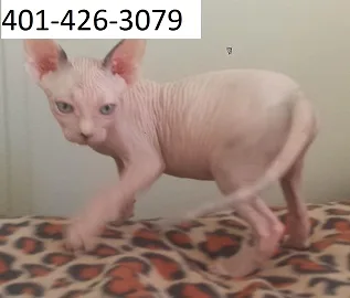 Hairless sphynx kitten m/f