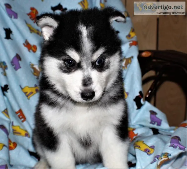 very cute pomsky puppies for sale