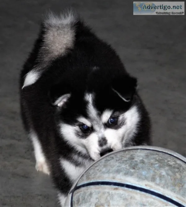 very cute pomsky puppies for sale