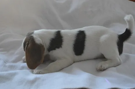 Akc beagle puppies, champion bloodlines