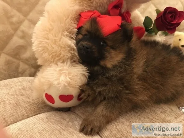 Akc pomeranian puppies
